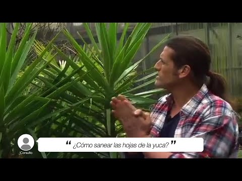 Video: Las hojas de la planta de yuca se vuelven marrones: cuidado de una planta de yuca con hojas marrones