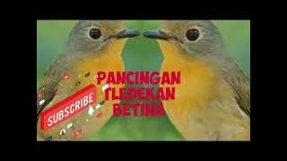 Suara tledekan betina memanggil jantan