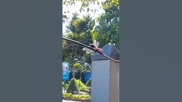 chuồn chuồn #dragonfly #shorts