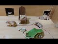 Cat tv  mice games for cats to enjoy  10 hours mice fun for cats