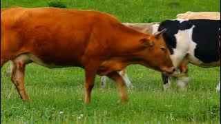 Cow Copyright Free Stock Footage @NoCopyrightVideosNcv