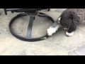 Mini Schnauzer Plays With Praying Mantis