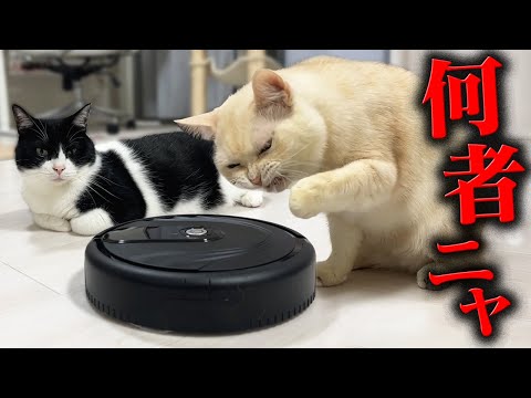 クロネコニャーゴー クロネコニャーゴー ‌ - YouTube