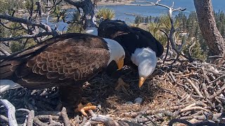 FOBBV🦅Jackie & Shadow return To Tend To Their Nest🌲Second Mating Of The Day On LS💕2024-04-12 by Cali Condor 21,144 views 3 weeks ago 14 minutes, 21 seconds