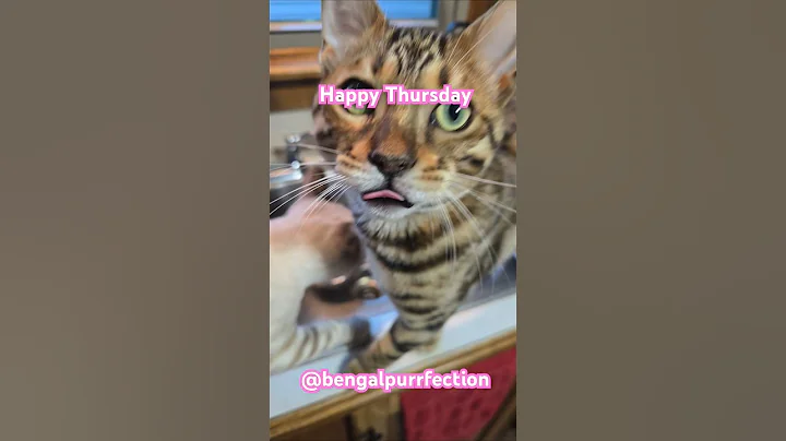 Watch the video about Cello all talky this morning- #gm #kitty #bengalcat #bengals #tiger #leopard #cheetah #catvid