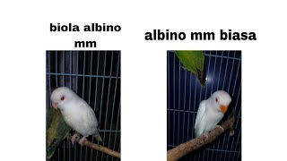 Cara akurat membedakan lovebird albino dengan biola albono