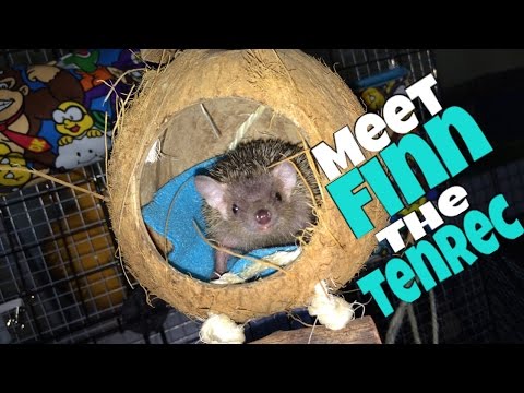 Tenrecs Diet Foods