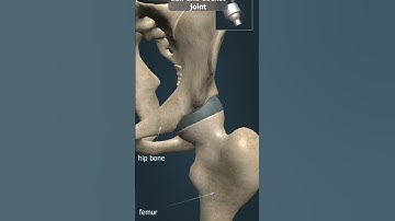 joints#types of joints#ball and socket joint#shortsviral #asna