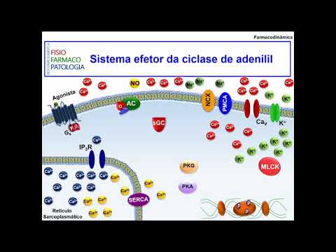 Vídeo: Quando a adenilil ciclase é ativada?