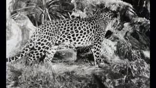King Kong - 1933 - Original Creation Test Footage with Ray Harryhausen Audio Commentary