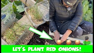 Plant Red Onions With Me | 2024 | Zone 78A GA || Urban Garden Ep. 77 || Steffanie's Journey by Steffanie's Journey 54 views 3 weeks ago 17 minutes