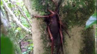 Giant weta at Tiritiri Matangi Island