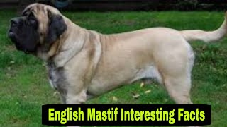 TOP facts about English Mastiff dog || english mastiff facts || mastiff dog