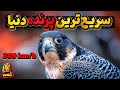 شاهین بحری شجاعت وفاداری خانواده دوستی استقامت وسریع ترین در دنیا 
