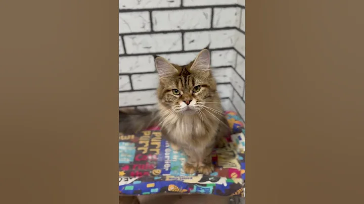 Video 7739811: maine coons born, female maine coon, pets