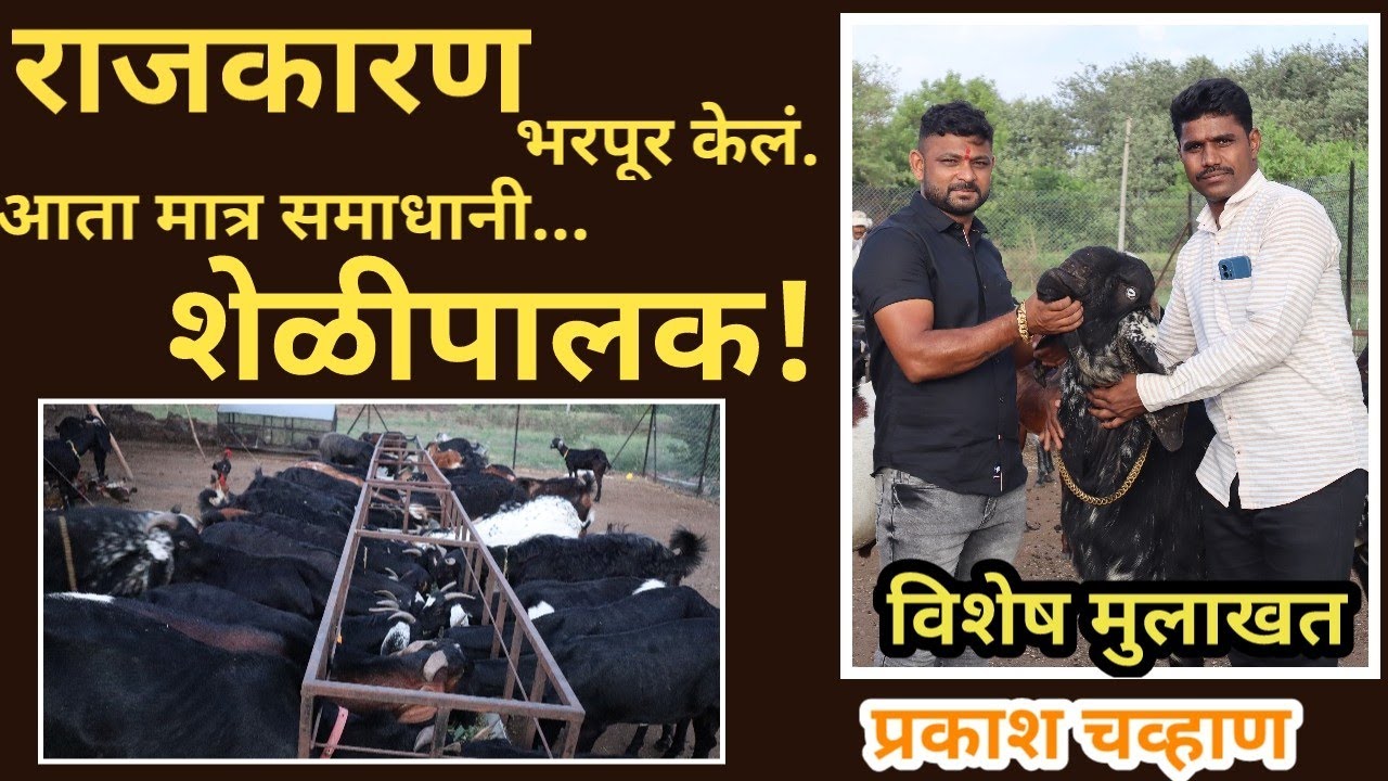 राजकारणातून शेळीपालनाकडे प्रवास | प्रकाश चव्हाण यांचा शेळी पालनाचा प्रवास