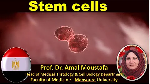 Stem cells Dr. Amal M. Moustafa