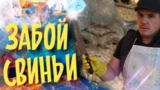 Как легко и гуманно зарезать свинью Как легко и гуманно зарезать свинью