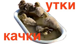 Купили качок. Ремонтую косу. Кошу траву. Вівці