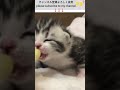 可愛い子猫で 癒されよう 18　ミルクを飲む子猫