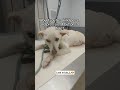 Every Donation and Prayer Gives Sana Another Chance to Keep Fighting 💔🐶