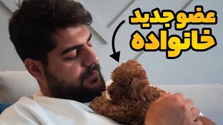 معرفی سگ جدیدم 😍 پودل جذابم