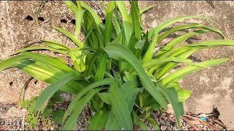 V64 Uống nước trinh nữ hoàng cung có tác dụng / cây thuốc điều trị u xơ tử cung