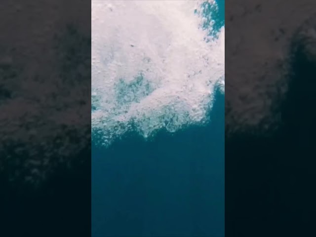 Amazing View as Dolphins Swim around our Sailboat Offshore [#Short]