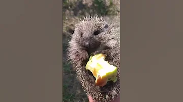 Їжачок їсть яблуко 