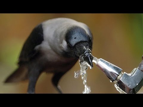 Vídeo: Quais Pássaros São Os Mais Espertos