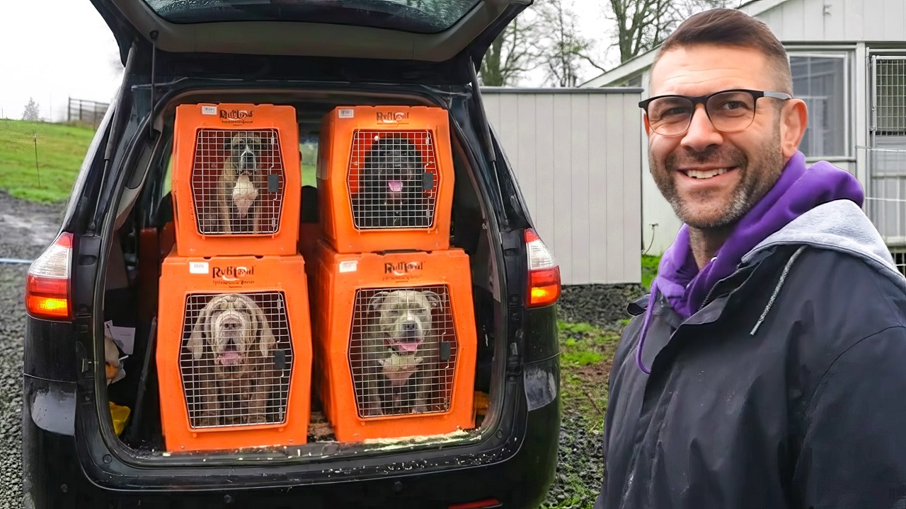 We Rescued 4 Senior Dogs On Death Row