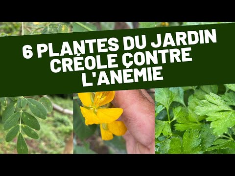 Vidéo: Qu'est-ce que l'herbe puante ? Conseils pour lutter contre l'herbe puante