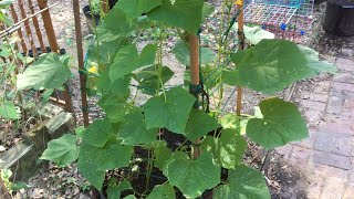 Burpless Suyo Cucumbers