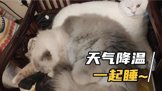 天冷了我们家小猫都挤在一起睡 by 猫肥屋润 818 views 3 years ago 37 seconds