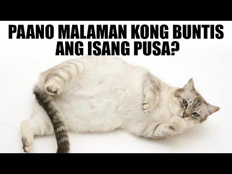 Video: Paano Mo Malalaman Kung Ang Isang Pusa Ay Buntis?