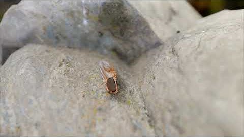 Seed(dormancy and germination)