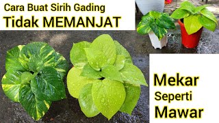 Cara Buat Sirih Gading Sirih Neon Tidak Merambat | Cara Buat Daun Sirih Gading Besar Lebar Jumbo |