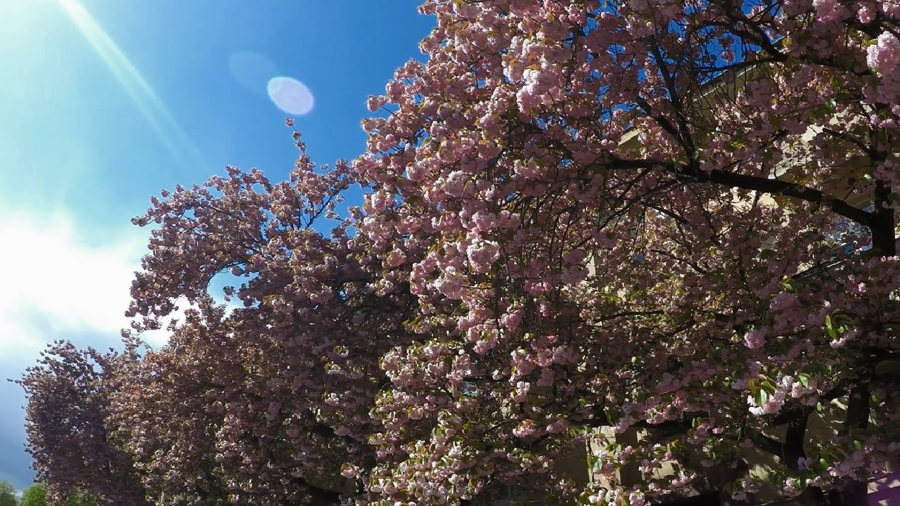 paint net Прекрасный вид цветения Сакур. SAKURA 4K 桜