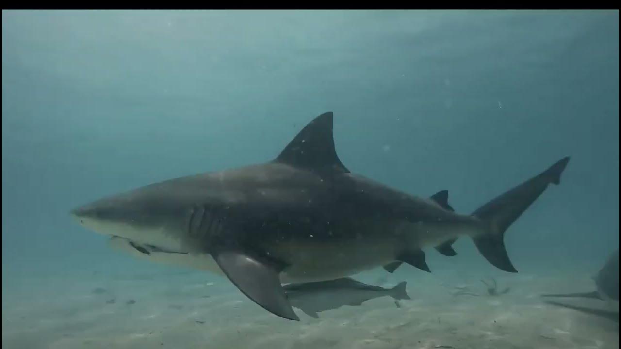 Bull Shark Diet, Hunting Style, and Survival in Freshwater - YouTube
