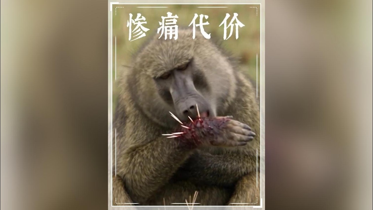 狒狒圍攻豪豬反遭教訓，集體慘遭滿臉刺痛需人工拔除 #動物世界 #豪豬 #狒狒