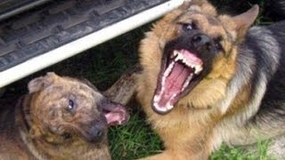 Большие собаки дерутся Большие собаки дерутся