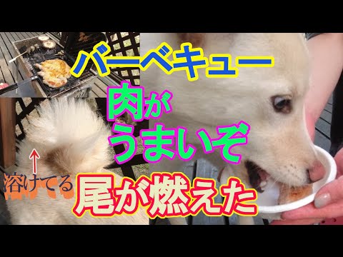 052 柴犬と貸別荘バーベキュー。ばっちり火起こし、楽しいBBQ。でも、しっぽが燃えた…