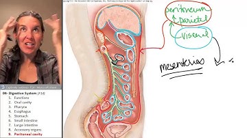 Peritoneal Cavity (Digestive System) ☆ Human Anatomy Course