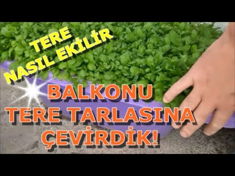 Tere Nasıl Ekilir? Balkonu tere tarlasına çevirin! Saksıda tere yetiştirme Tere ne zaman ekilir?!!!!