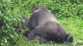ASMR Gorilla | ゴリラ | Djeeco Family ?Wonderful short film【金剛猩猩】  2021/229
