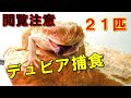 【閲覧注意】フトアゴヒゲトカゲのデュビア捕食21匹【餌やり】