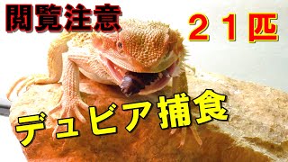 【閲覧注意】フトアゴヒゲトカゲのデュビア捕食21匹【餌やり】