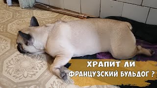 Французский бульдог храпит или нет? Французский бульдог Олег спит / snoring french bulldog