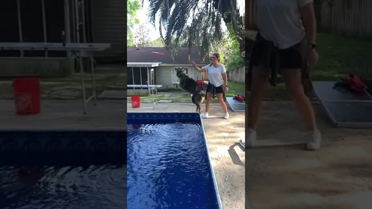 Wait for it… 💥- Marley - Good Doog