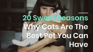 20 Sweet Reasons Why Cats Are The Best Pet You Can Have l Cats Video. #cute #cat #funny by Funny Cats 22 views 2 years ago 4 minutes, 58 seconds